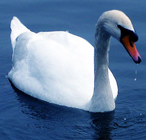 Swan